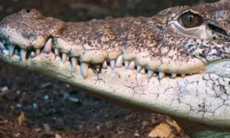 Ils les ont jetés aux crocodiles...Un couple d'érudits a été brutalement tué par des membres de l'Etat islamique en Afrique du Sud