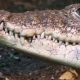 Ils les ont jetés aux crocodiles...Un couple d'érudits a été brutalement tué par des membres de l'Etat islamique en Afrique du Sud