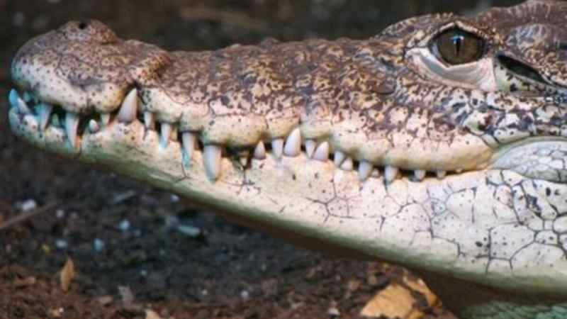 Ils les ont jetés aux crocodiles...Un couple d'érudits a été brutalement tué par des membres de l'Etat islamique en Afrique du Sud
