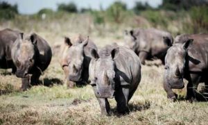 La plus grande ferme de rhinocéros du monde mise aux enchères en Afrique du Sud