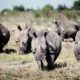 La plus grande ferme de rhinocéros du monde mise aux enchères en Afrique du Sud
