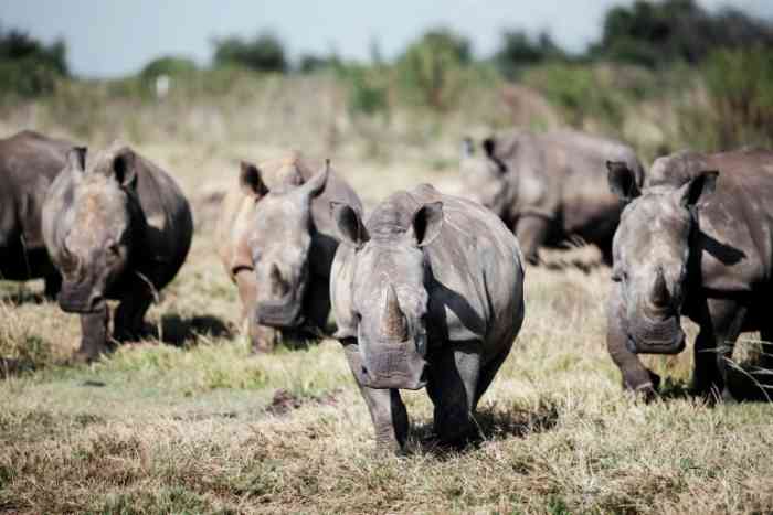 La plus grande ferme de rhinocéros du monde mise aux enchères en Afrique du Sud