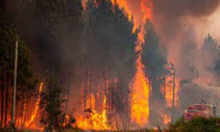 Les incendies dévorent des hectares de zones forestières en Algérie
