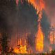 Les incendies dévorent des hectares de zones forestières en Algérie