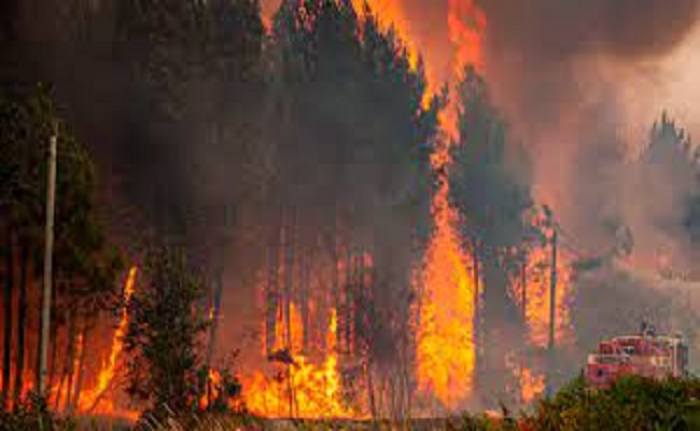 Les incendies dévorent des hectares de zones forestières en Algérie