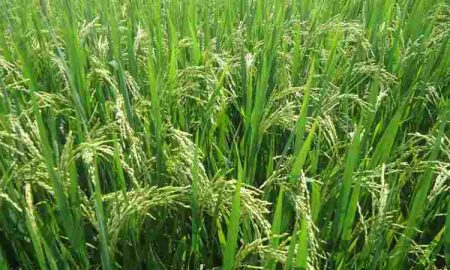 Bühler et le gouvernement nigérian collaborent pour améliorer la production de riz et la sécurité alimentaire