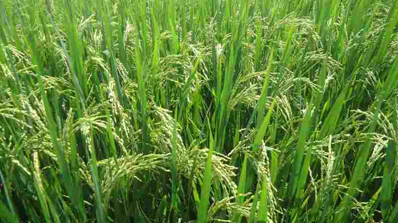 Bühler et le gouvernement nigérian collaborent pour améliorer la production de riz et la sécurité alimentaire