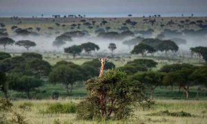 Ouganda : la faune prospère alors que le secteur du Tourisme se développe
