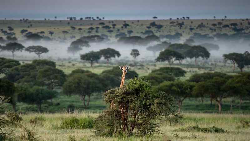 Ouganda : la faune prospère alors que le secteur du Tourisme se développe