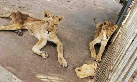 Le parc animalier du Soudan lance un appel de secours pour sauver les lions et les animaux affamés