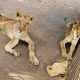 Le parc animalier du Soudan lance un appel de secours pour sauver les lions et les animaux affamés