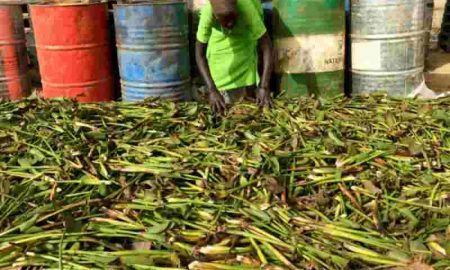 Soudan du Sud : Des femmes exploitent le pouvoir des plantes pour une énergie durable