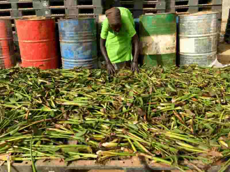 Soudan du Sud : Des femmes exploitent le pouvoir des plantes pour une énergie durable