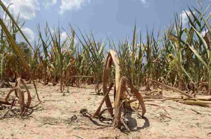 Une « situation insupportable » : la sécheresse en Tunisie menace avec une campagne céréalière catastrophique