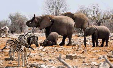 Comment l'homme blanc a-t-il volé la nature sauvage de l'Afrique en prétendant la protéger ?