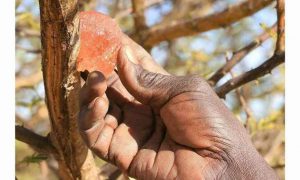 Les batailles du Soudan menacent-elles l'industrie américaine des boissons gazeuses ?