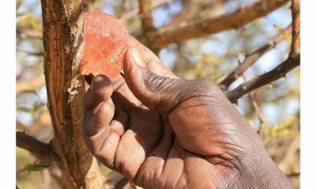 Les batailles du Soudan menacent-elles l'industrie américaine des boissons gazeuses ?