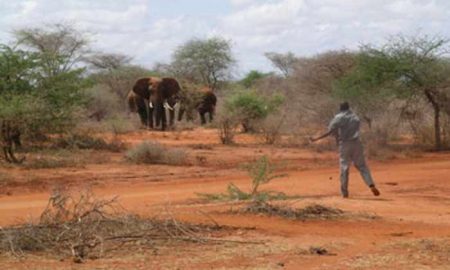 Deux personnes ont été tuées lors de "l'attaque des éléphants" au Cameroun... Et la peur des raids à venir