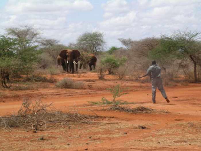 Deux personnes ont été tuées lors de "l'attaque des éléphants" au Cameroun... Et la peur des raids à venir