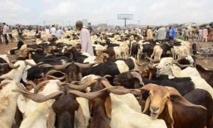 85 personnes ont été tuées dans des affrontements entre éleveurs et agriculteurs dans le centre du Nigeria