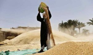 Egypte...Décisions gouvernementales pour sécuriser les stocks locaux de blé