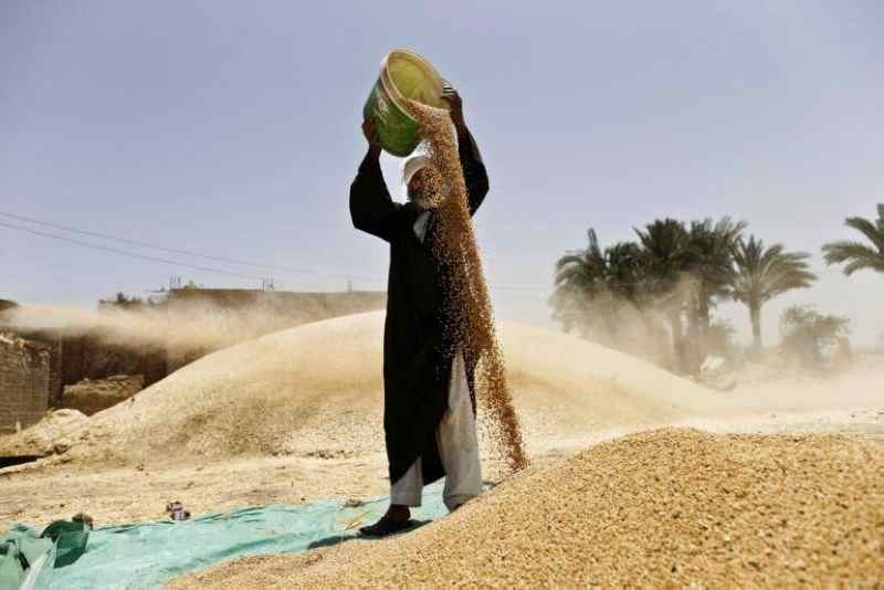 Egypte...Décisions gouvernementales pour sécuriser les stocks locaux de blé