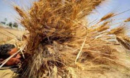 L'Égypte retarde les paiements des importations de blé pendant des mois en raison de la pénurie de dollars