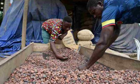 Ghana : les chocolatiers enregistrent régulièrement des bénéfices tandis que les producteurs de cacao gagnent à peine leur vie