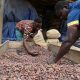 Ghana : les chocolatiers enregistrent régulièrement des bénéfices tandis que les producteurs de cacao gagnent à peine leur vie