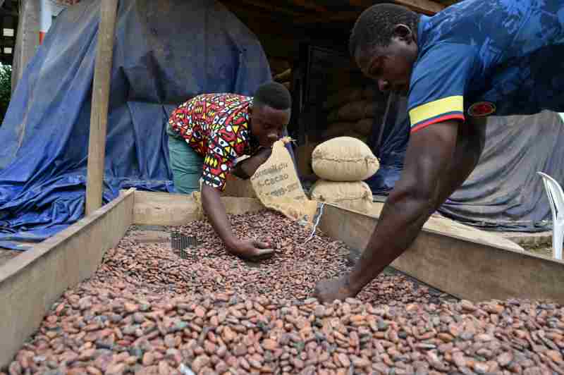 Ghana : les chocolatiers enregistrent régulièrement des bénéfices tandis que les producteurs de cacao gagnent à peine leur vie
