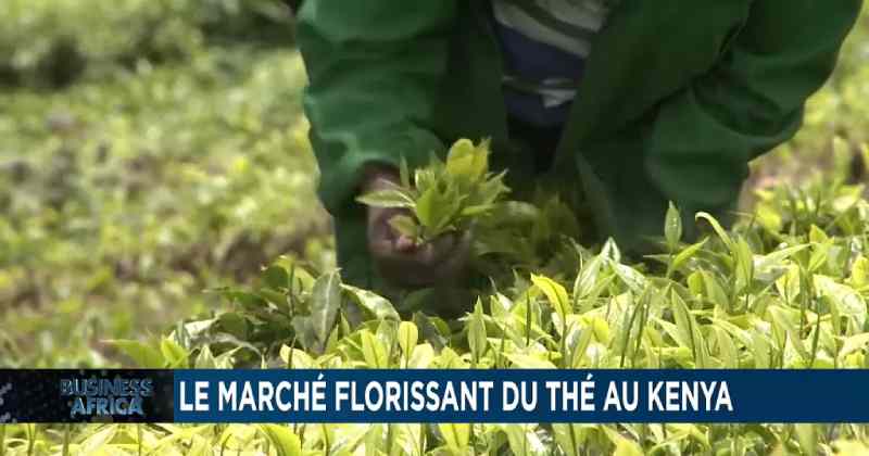 Un producteur d'herbes trouve des marchés en dehors du Kenya