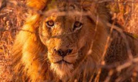 Lonkitu, l'un des plus grands lions du monde, a été tué au Kenya