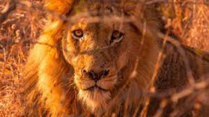 Lonkitu, l'un des plus grands lions du monde, a été tué au Kenya