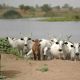 10 personnes ont été tuées dans des affrontements entre bergers et agriculteurs au Tchad