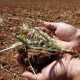 Tunisie...La sécheresse oblige les agriculteurs à récolter prématurément et exacerbe les difficultés financières