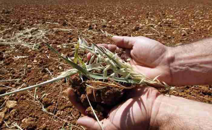 Tunisie...La sécheresse oblige les agriculteurs à récolter prématurément et exacerbe les difficultés financières