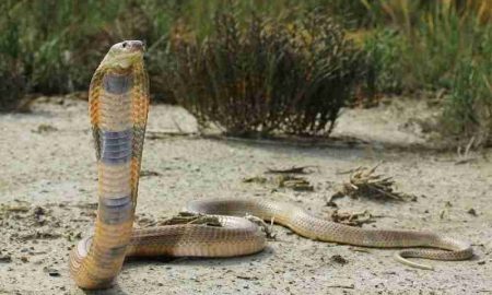 Décès par morsure de serpent en Afrique du Sud en raison du manque d'antivenin