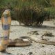 Décès par morsure de serpent en Afrique du Sud en raison du manque d'antivenin