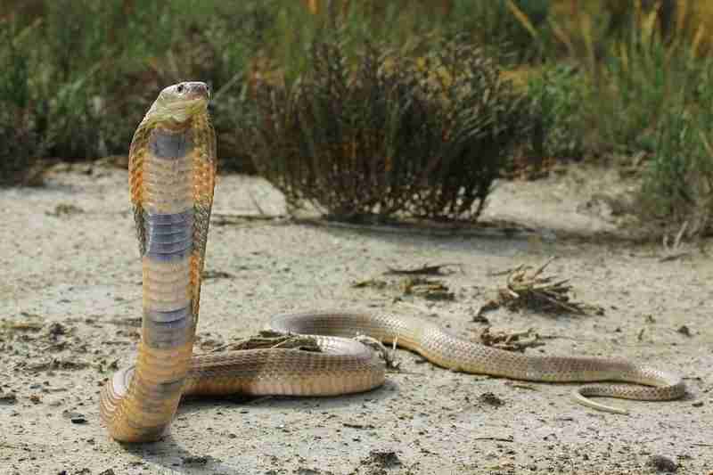 Décès par morsure de serpent en Afrique du Sud en raison du manque d'antivenin