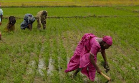 Le Conseil d'administration du Groupe de la BAD approuve des fonds pour soutenir les femmes et les jeunes dans l'agro-industrie au Kenya