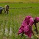 Le Conseil d'administration du Groupe de la BAD approuve des fonds pour soutenir les femmes et les jeunes dans l'agro-industrie au Kenya