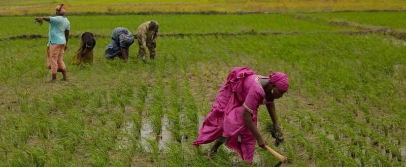 Le Conseil d'administration du Groupe de la BAD approuve des fonds pour soutenir les femmes et les jeunes dans l'agro-industrie au Kenya