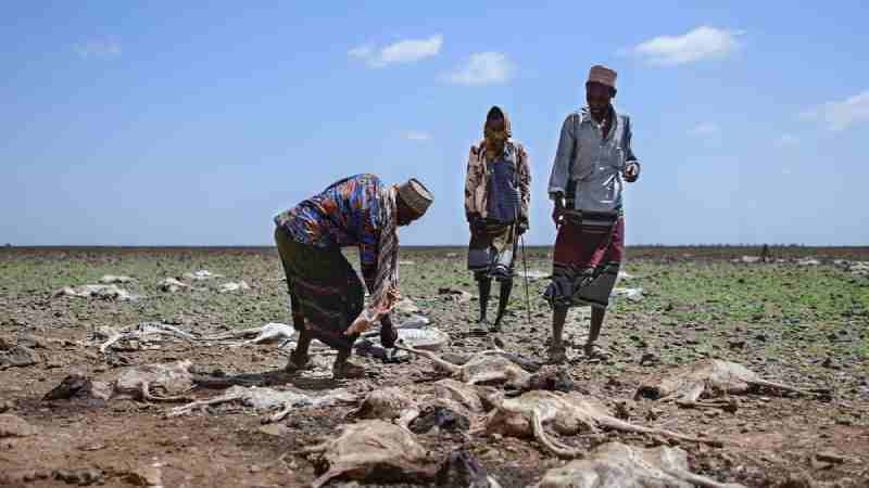 22 millions de personnes sont menacées par la sécheresse dans la Corne de l'Afrique