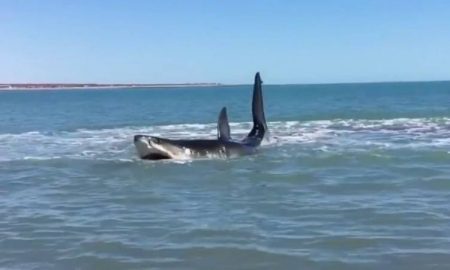 Un touriste russe a été tué dans une attaque de requin sur les plages d'Hurghada, en Égypte