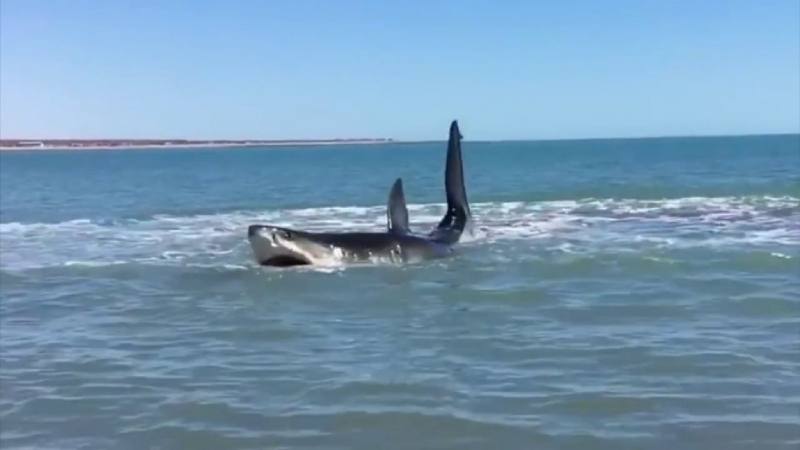 Un touriste russe a été tué dans une attaque de requin sur les plages d'Hurghada, en Égypte