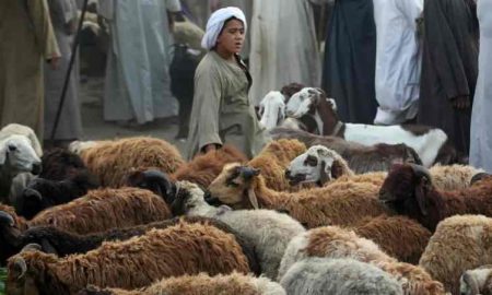 La vulgarisation des animaux sacrificiels dans les pays africains chez les Égyptiens, en raison de leurs bas prix