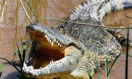 La Namibie va vendre 40 crocodiles suite à la recrudescence des attaques humaines