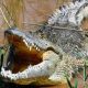 La Namibie va vendre 40 crocodiles suite à la recrudescence des attaques humaines