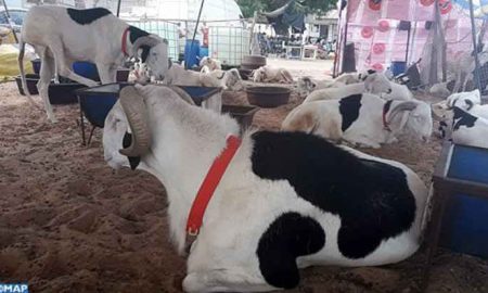 Les troubles au Sénégal entravent les éleveurs de moutons avant Aid-al-Adha