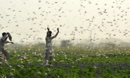 L'invasion d'essaims de criquets pèlerins menace l'alimentation en Somalie